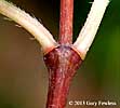 twig