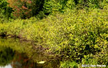 plants