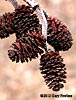 infructescence