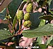 female aments