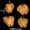 fruit