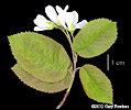 branch