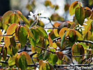 branch