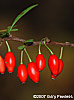 fruit
