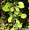 leaves