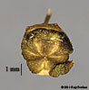fruit