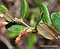 leaves
