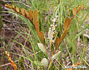 branch with leaves