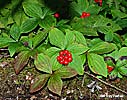 fruit
