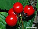 fruit