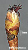female ament