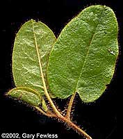 trailing arbutus