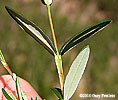 leaves