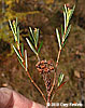 stem