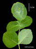 leaves
