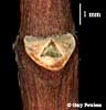 leaf scar