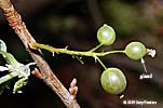 fruit