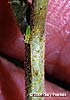 twig