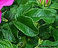 leaves