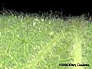 leaves, undersurface