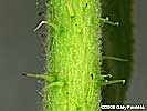 pedicel