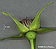 sepals