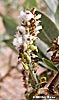 fruit
