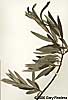 branch