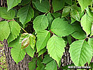 leaves