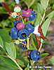 fruit