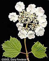 highbush cranberry