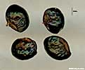 fruit