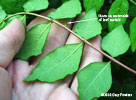 leaf underside