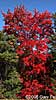 Acer rubrum