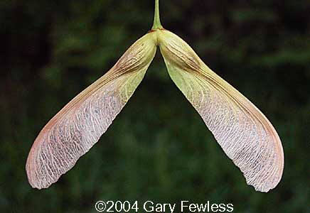 maple tree fruit