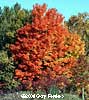 sugar maple