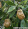 fruit