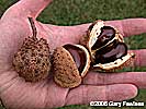 fruit