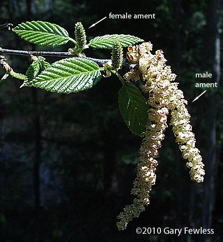 Betula alleghaniensis (Golden Birch, Swamp Birch, Yellow Birch)