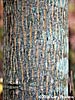 bark