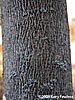 bark