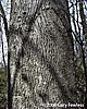 bark