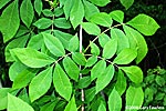 branch