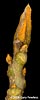 bud