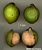 fruit