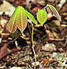 seedling