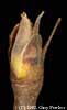 carya ovata
