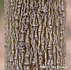 bark