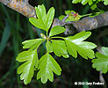leaves