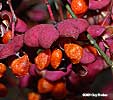 fruit